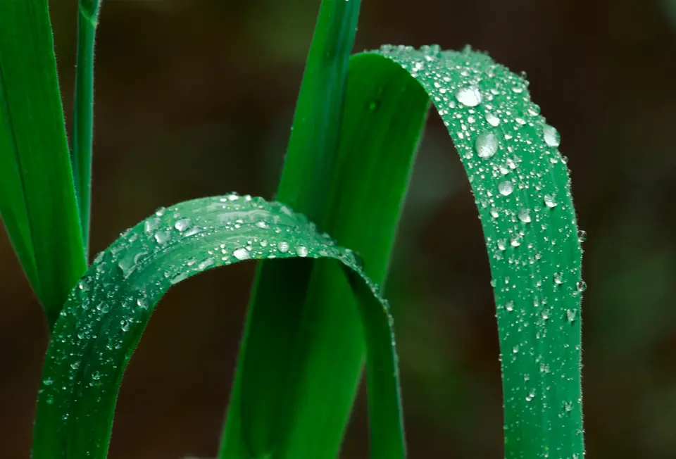 Wet grass